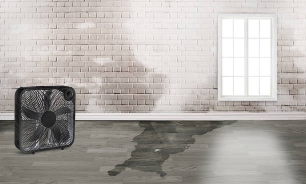 Best Basement water damage restoration  in Valencia, NM